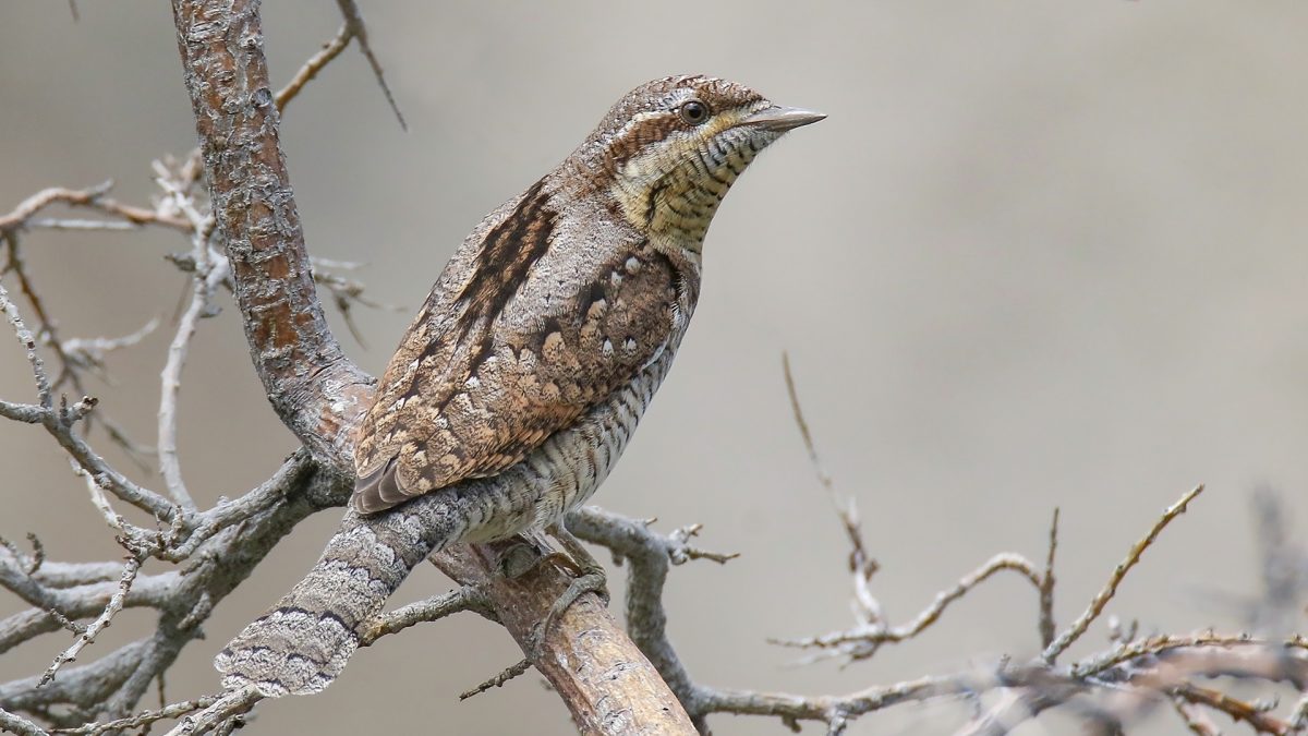 mimikri a természetben