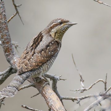 mimikri a természetben
