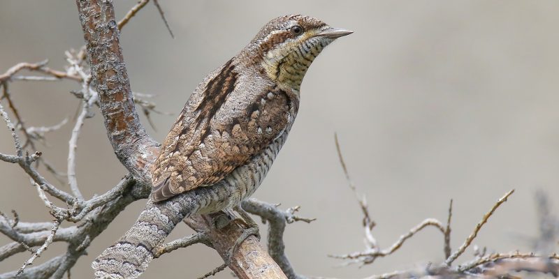 mimikri a természetben