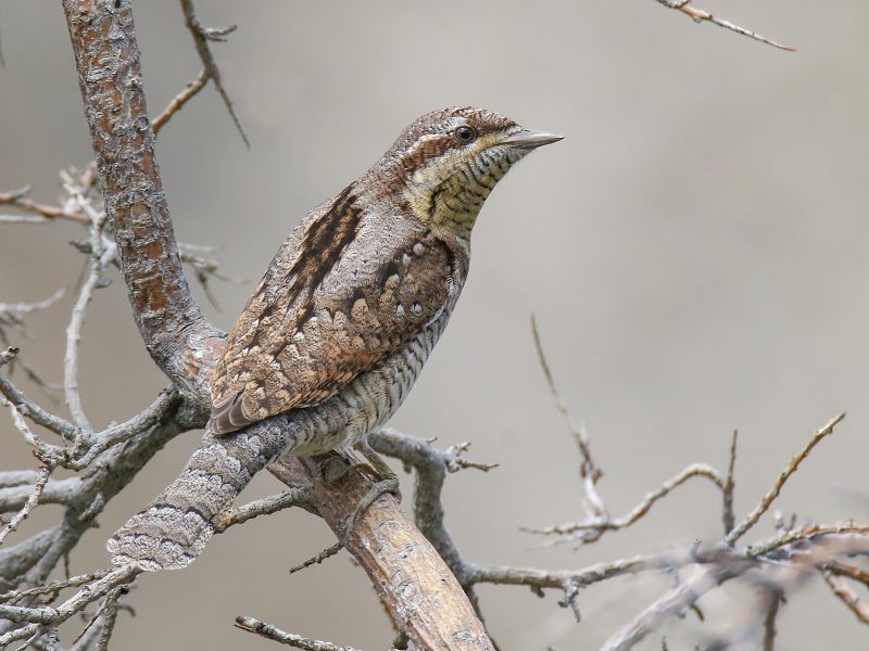 mimikri a természetben