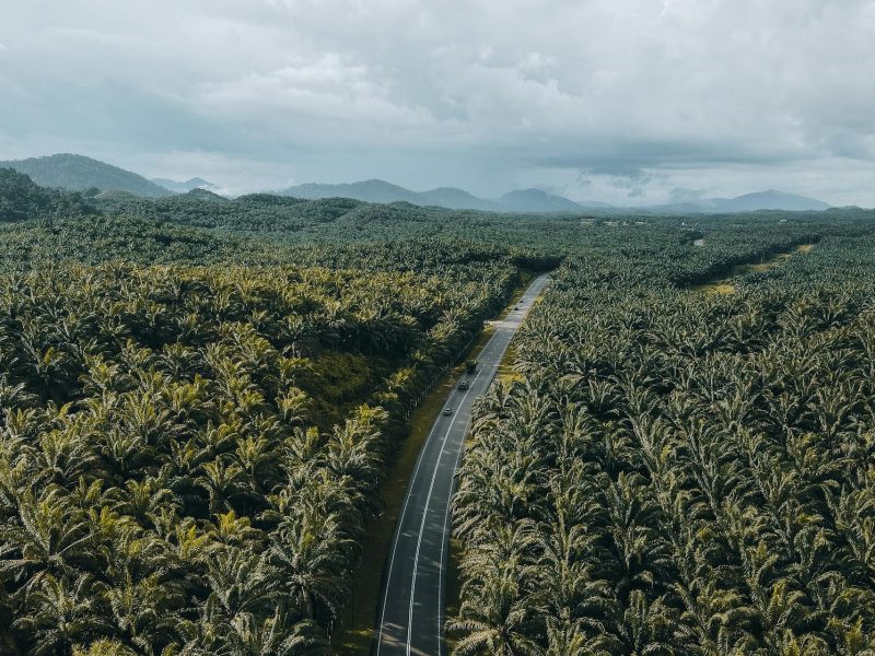monokultúrás gazdálkodás